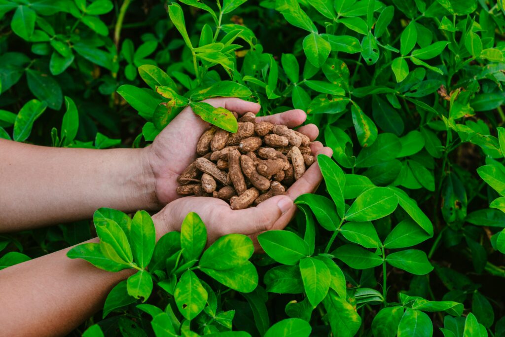 Hands cradling a handful of freshly harvested peanuts amidst lush green foliage.